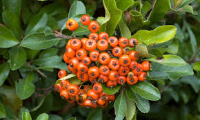 Image result for Pyracantha