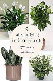 Shop By Category Ebay Plants Indoor Plants Indoor Air Purifying Plants