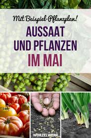 Gemüse zum aussäen gemüse, das man im august im freiland noch aussäen kann kürbisse säen für die ernte aus dem eigenen garten damit man sich im herbst an schönen kürbissen erfreuen kann und ausreichend rohmateri. Aussaat Pflanzen Im Mai Pflanzplan Zum Ausdrucken Wurzelwerk