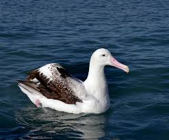 The snowy albatross: Masters of the Southern Ocean skies | One Earth