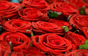 Check spelling or type a new query. Order Flowers Online Scam Scam 2021 Scam Detector