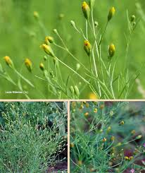 Image result for Schkuhria pinnata