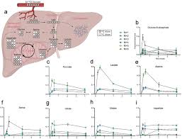 It is located strategically in the pelvic region of the abdomen below the diaphragm and the ribs. Carbon Tracing In The Liver After Oral Gavage Of U 13 C Glucose A Download Scientific Diagram