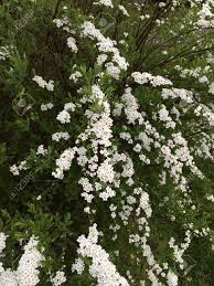 White flowering shrubs are great mixers. White Flowering Perennial Bush In Spring Stock Photo Picture And Royalty Free Image Image 100461119