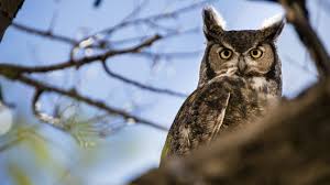 Cats are heavy enough to be. The Hooting Season Enjoying Great Horned Owls