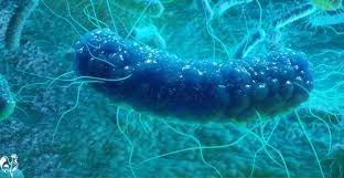 Outdoor kitchen islands backyard chickens salmonella symptoms. Salmonella And Chicken Keeping The Facts