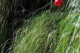 Image result for Pentameris