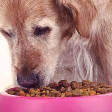 Is My Dog Allergic To Chicken Petcarerx