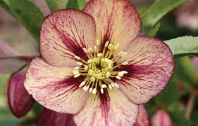 When new growth starts to emerge in mid winter, i go through and remove all of the tattered, ugly leaves so that floral display is more visible. Planting Guide For Winter Roses Hellebores Tesselaar