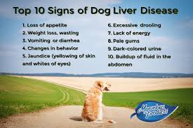 The Top Ten Signs Of Dog Liver Disease Liver Disease Liver Supplements Homemade Dog Food