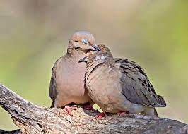 What Valentine S Day Birds Can Tell You About Your Love Life Audubon
