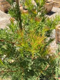 Image result for Hakea