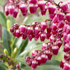 Lilies of the valley are wieldable flowers with damage equivalent to that of a bronze dagger, though with lower accuracy. Pieris Japonica Passion Exclusive Lily Of The Valley Shrub Large Plant Garden Plants