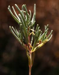 Image result for Suaeda articulata