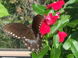 Vinca thrives in the heat of the summer. Tall Vinca Gardening Charlotte