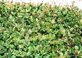 Image result for Centrosema pubescens