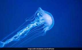 The following tips can help you avoid jellyfish stings: Australian Teen Dies After Box Jellyfish Sting