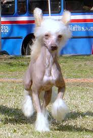 Chinese Crested His Name Is Gucci Doesn T He Look Like A Horse With Long Hair And Bunny Ears L Chinese Crested Dog Chinese Crested Chinese Crested Puppy