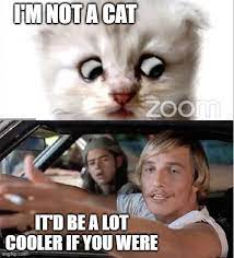Set everyone free and get a cat (i.redd.it). Image Tagged In Cats Lawyer Matthew Mcconaughey Imgflip