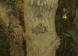 Image result for Dovyalis hispidula