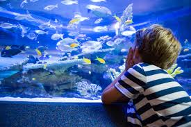 Es gibt von verschiedenen firmen startersets, die helfen, die gewünschten filterbakterien im aquarium anzusiedeln. Der Richtige Fischbesatz Fur Ein Aquarium