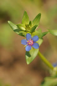 Image result for Anagallis oligantha