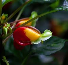 Image result for Impatiens niamniamensis