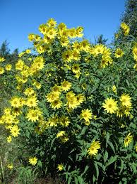 Image result for Helianthus