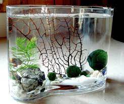 Saat ini mungkin berisi banyak video tentang hiasan aquarium dari barang bekas. Cara Mudah Dan Sederhana Untuk Dekorasi Aquarium Dunia Akuarium