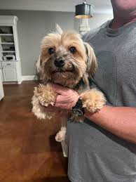 Rankin County, MS Lost and Found Pets ONLY