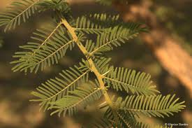 Image result for Acacia sieberiana