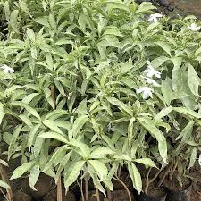 Image result for Tabernaemontana