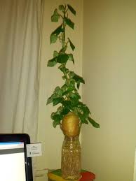 Buy an untreated sweet potato from a local farmer's market. Growing A Kumara In A Jar Of Water Kumara Is Maori For Sweet Potato Imgur