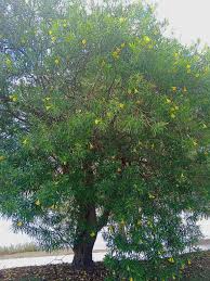 Image result for Cascabela thevetia