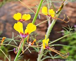 Image result for Cleome angustifolia