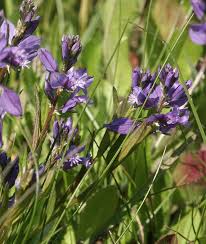 Image result for Polygala sphenoptera