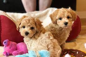 Texas maltipoo breeders, tx multipoo puppies for sale. Renley Maltipoos Home Facebook