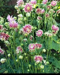 Image result for Aquilegia vulgaris `Nora Barlow`