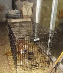 If you have any questions about a rescue program please use our contact form to reach us and we will get back to you right away. It S Been 7 Years Since The Rescue Of 100 Dogs From The Olympic Animal Sanctuary Seattle Dogspot