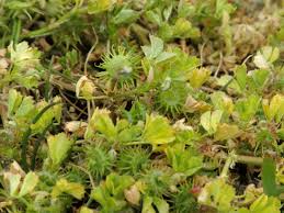 Image result for Medicago polymorpha