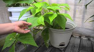 Check spelling or type a new query. Growing Bush Beans In Containers Take 2 Youtube