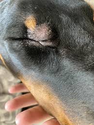 Your dog may be itchy, or may show other symptoms of each hair has a finite lifespan, after which it falls out of the follicle and sheds. Hair Loss Around My Dogs Eyes Off 51 Www Usushimd Com