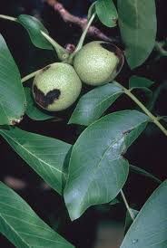 Image result for Walnut blight