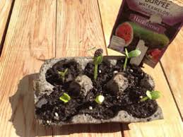 We did not find results for: Watermelon Themed Activities For Students With Visual Impairments Perkins Elearning