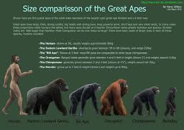 Great Ape Size Chart By Harry The Fox On Deviantart Great Ape Apes Animal Facts For Kids