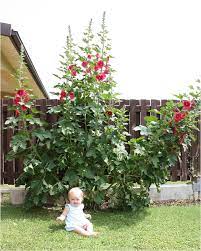 Hollyhock plants should be about 2 feet (61 cm.) apart to grow well. Permaculture Plants Hollyhock Agrihunt