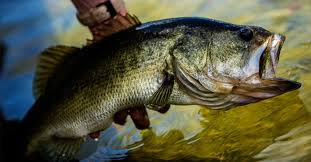 During rainy conditions bass tend to roam around more and will be more aggressive resulting in more bites. Jackpot Bassin For Springtime Largemouth Virginia Dwr
