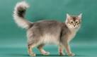 Somali Cat Breeders: Fanciers Breeder Referral List