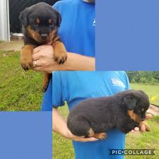 Hundreds of satisfied dkv rottweilers reviews. Rottweiler Puppies For Sale Winchester Ky 299417
