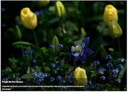 Forget Me Nots Companion Plants Companion Planting Plants Garden